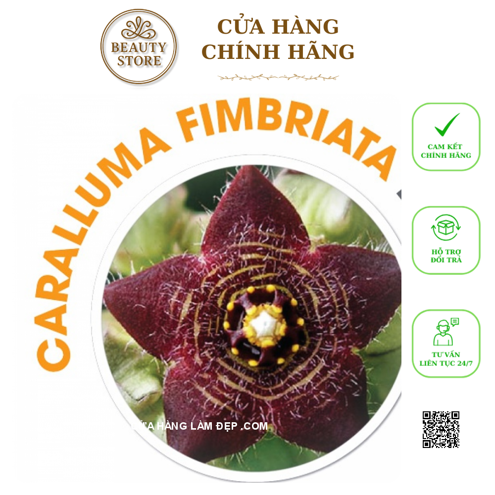 Viên uống giảm cân OZ SLIM (40 Viên)