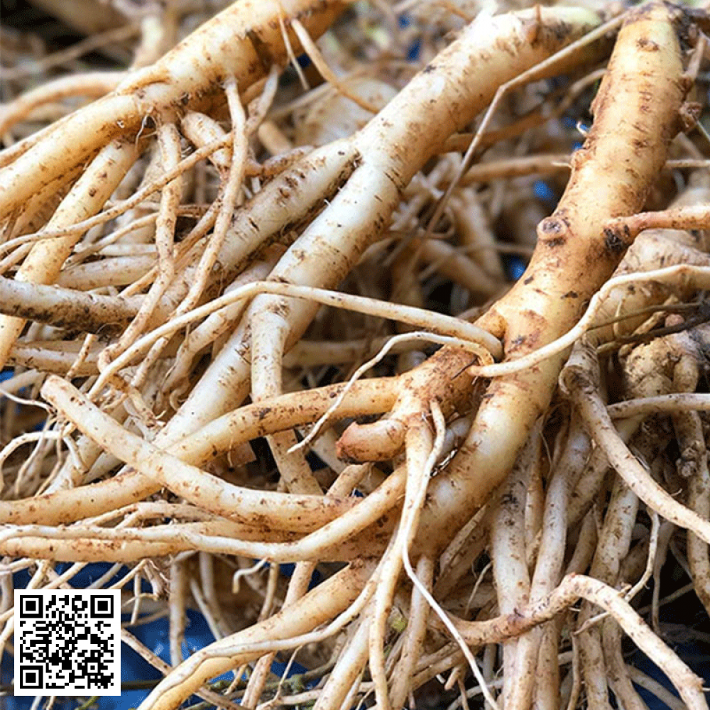 Sâm Dây Ngọc Linh 1kg