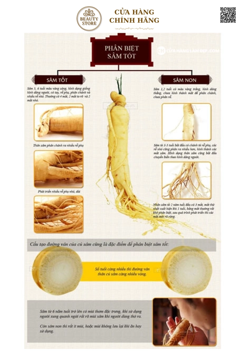 Nhân Sâm Tươi Hàn Quốc 8 củ/kg