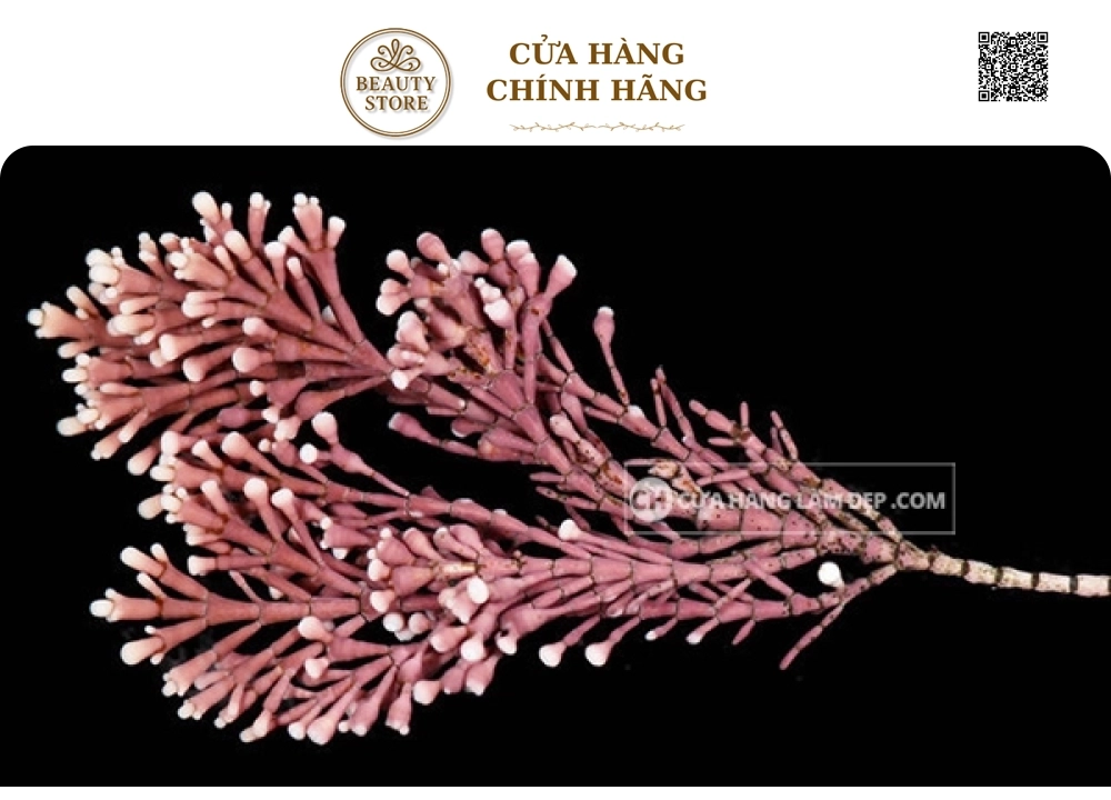 Kem Nâng Cơ Hỗ Trợ Ngừa Lão Hóa Ban Ngày Thalgo Lifting Correcting Day Cream