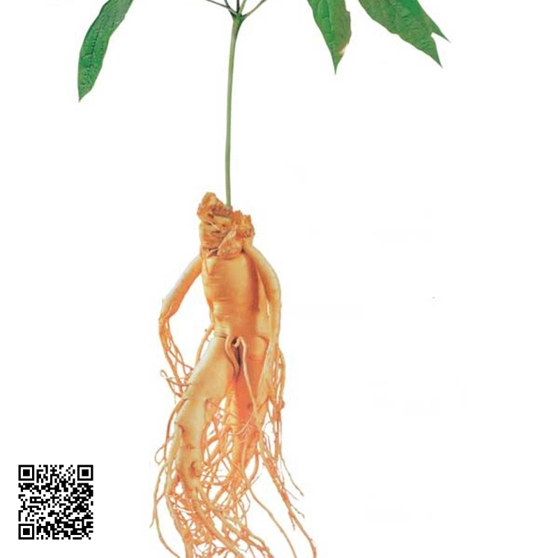 Sâm Ngọc Linh 5 Củ