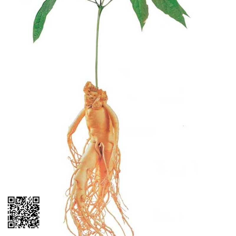 Sâm Ngọc Linh 20 Củ